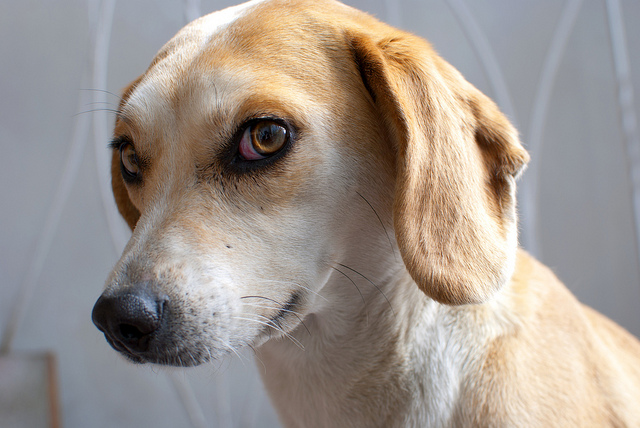 [PS2]2006 FIFA 월드컵