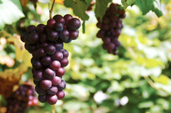 [PS2]2006 FIFA 월드컵