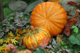 삼성 MP3 Player YEPP YP-MT6DX(512M)